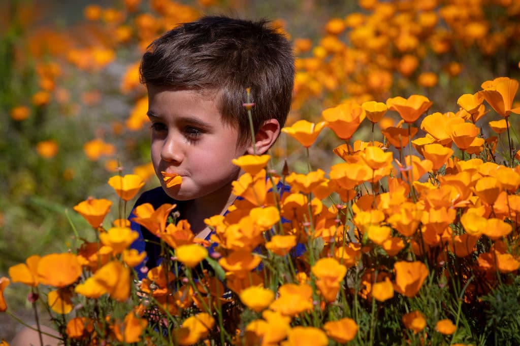 Lake Elsinore reabrirá las puertas de sus parques floreados pero con nuevas reglas