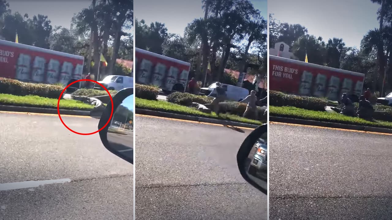 Cocodrilo escapa de una van del zoológico en calle transitada de Florida y lo recapturan; difunden video