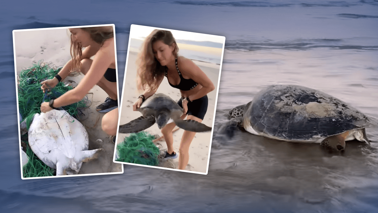 De supermodelo a superheroína: Gisele Bündchen libera a una tortuga en apuros
