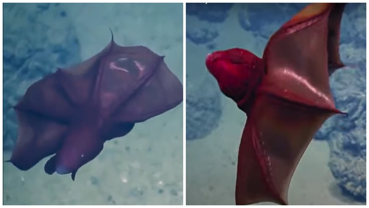 Encuentran aterrador calamar "del infierno" y el video causa terror en TikTok: "¿Es un alien?"