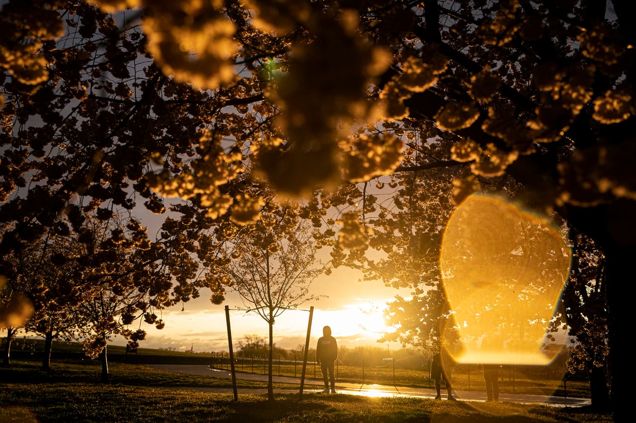 Para darles segumiento al florecimiento de los árboles, el Servicio de Parques Nacionales ha puesto en operación una serie de cámaras, 
<b>llamadas BloomCam</b>, en las que se puede seguir la 
<a href="https://www.nps.gov/subjects/cherryblossom/cherry-blossom-cam.htm" target="_blank">señal en vivo</a>.