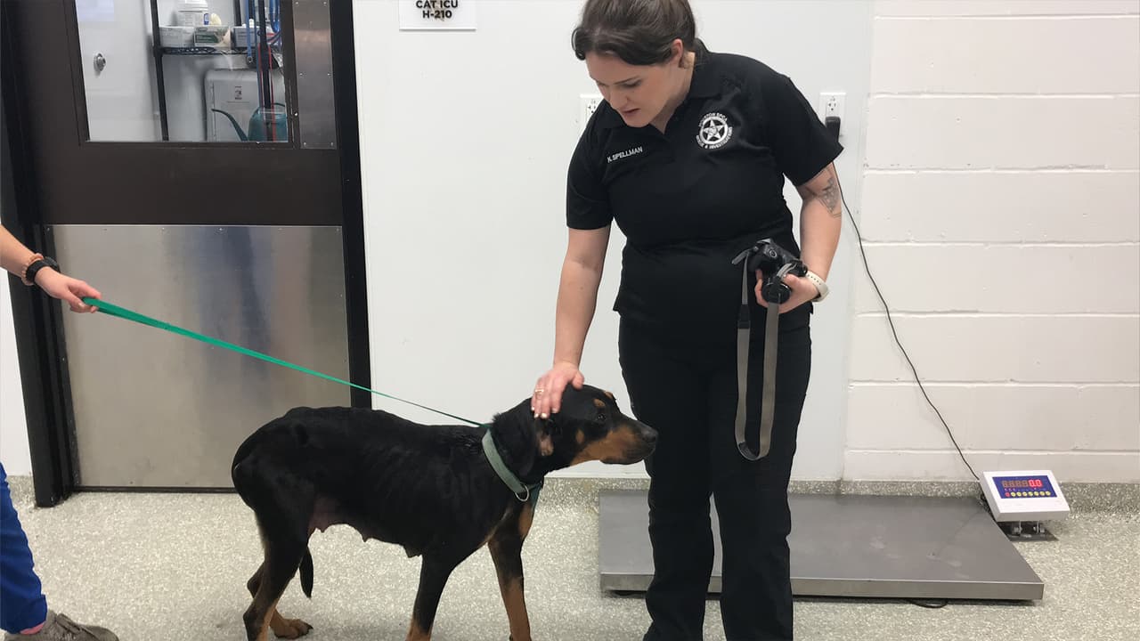 Además, puede enfrentar una multa de 10,000 dólares.