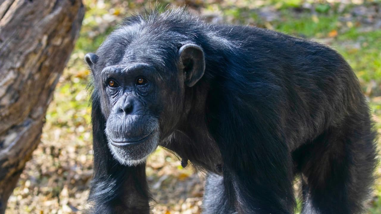 Para evitar complicaciones de tráfico y estacionamiento, 
<b>se recomienda considerar la opción de tomar <a href="https://www.dart.org/guide/transit-and-use/rail/dart-rail-line" target="_blank">la línea roja del DART</a></b>, que lleva directamente a la entrada del zoológico. 
<b>El estacionamiento tiene un costo de $12</b> y puede pagarse en las taquillas a la entrada.