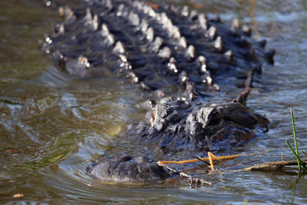 Encuentran en un caimán restos humanos que podrían ser de un desaparecido en el huracán Ida