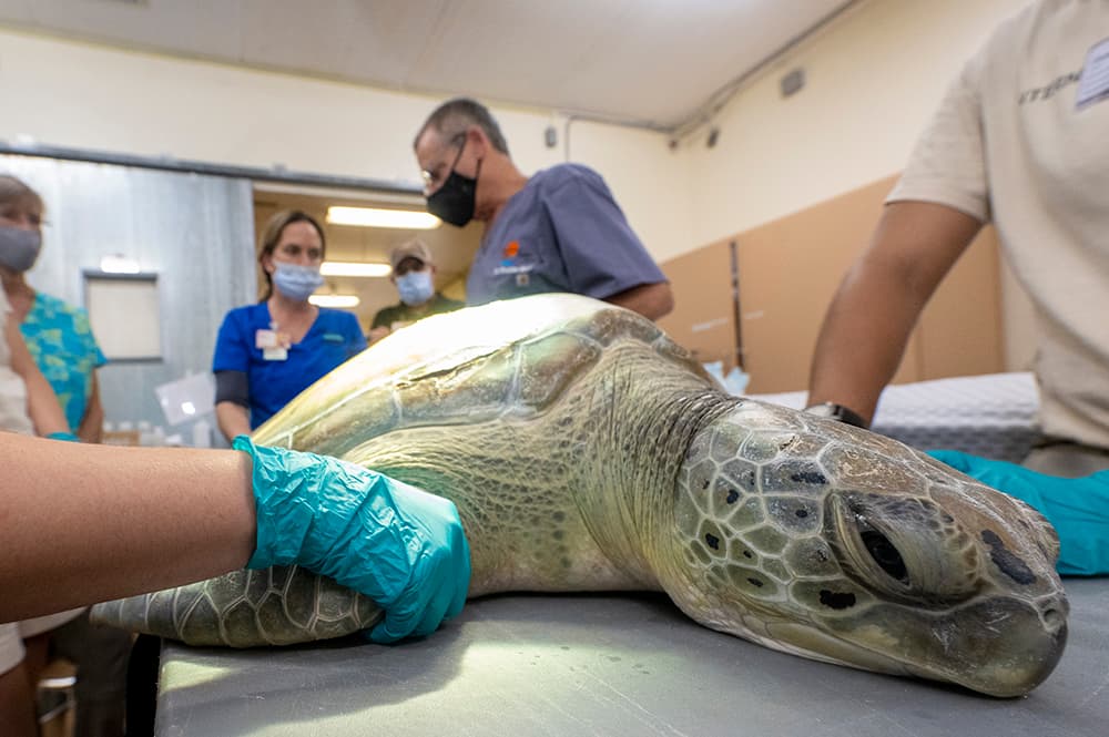 El Zoológico de Miami informó este jueves que tuvieron que sacrificar a la tortuga marina que había sufrido heridas catastróficas, al ser golpeada por un bote.