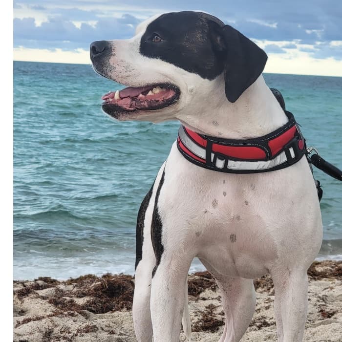 "Su nombre es Luna, y es un día de comunicación en la playa, donde le gusta correr": José Arias.