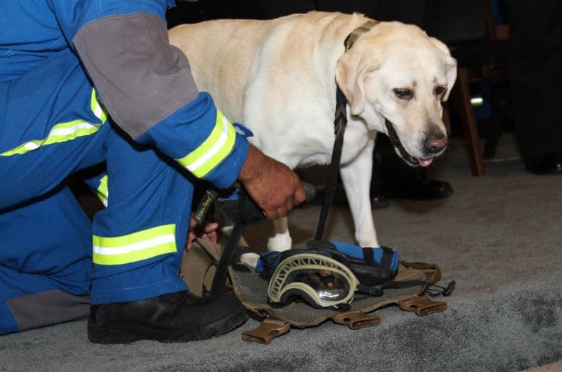 Se jubila Frida, la perrita rescatista que inspiró a México tras los terremotos