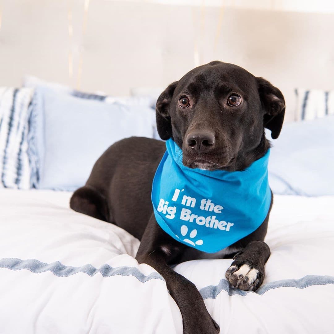 Andrea Chediak nos mostró al hermoso Milo, el 'hermano mayor' de baby Diego, como esta familia considera a su perrito.