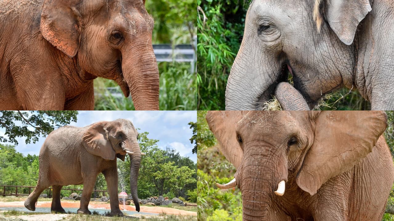 Conoce a los cuatro elefantes del Zoológico de Miami: Ongard, Nellie, Peggy y Mabel 🐘