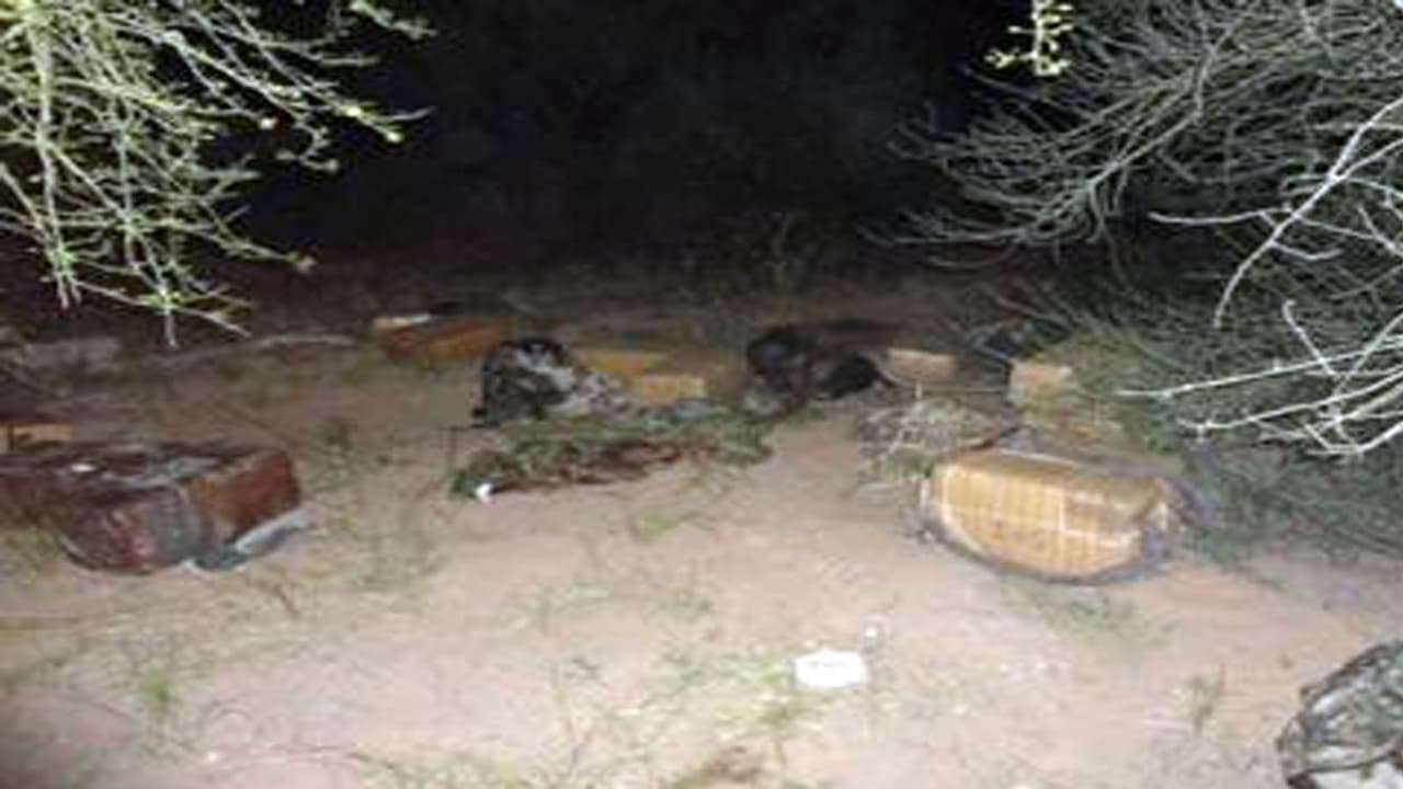 Agentes de la Patrulla Fronteriza en Ajo, Arizona, que seguían las huellas de un grupo de contrabandistas por el área de Gila Bend, encontraron 33 paquetes de marihuana envuelta en papel celofán. Este decomiso fue con la ayuda de uno de los agentes caninos. La droga que pesaba 690 libras fue valorada en 345,000 dólares.