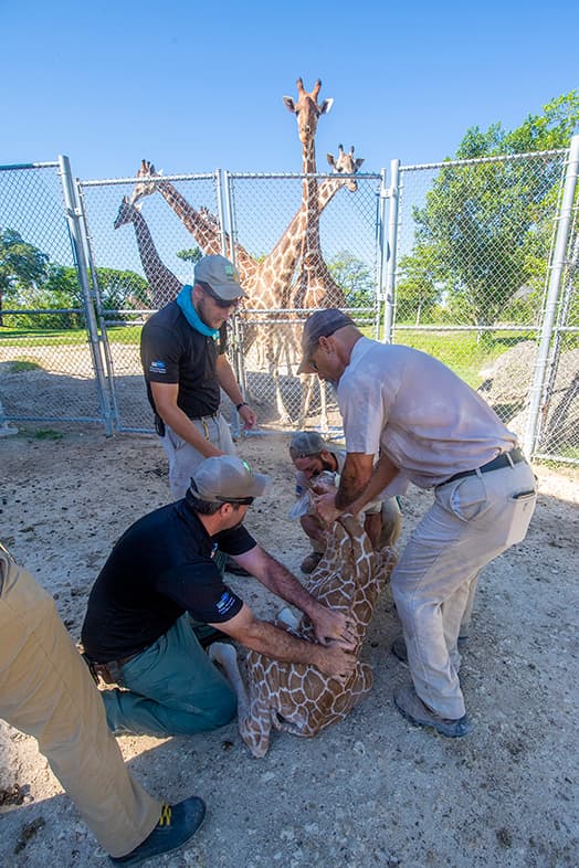 El padre de la jirafa es ‘Titán” de 6 años.