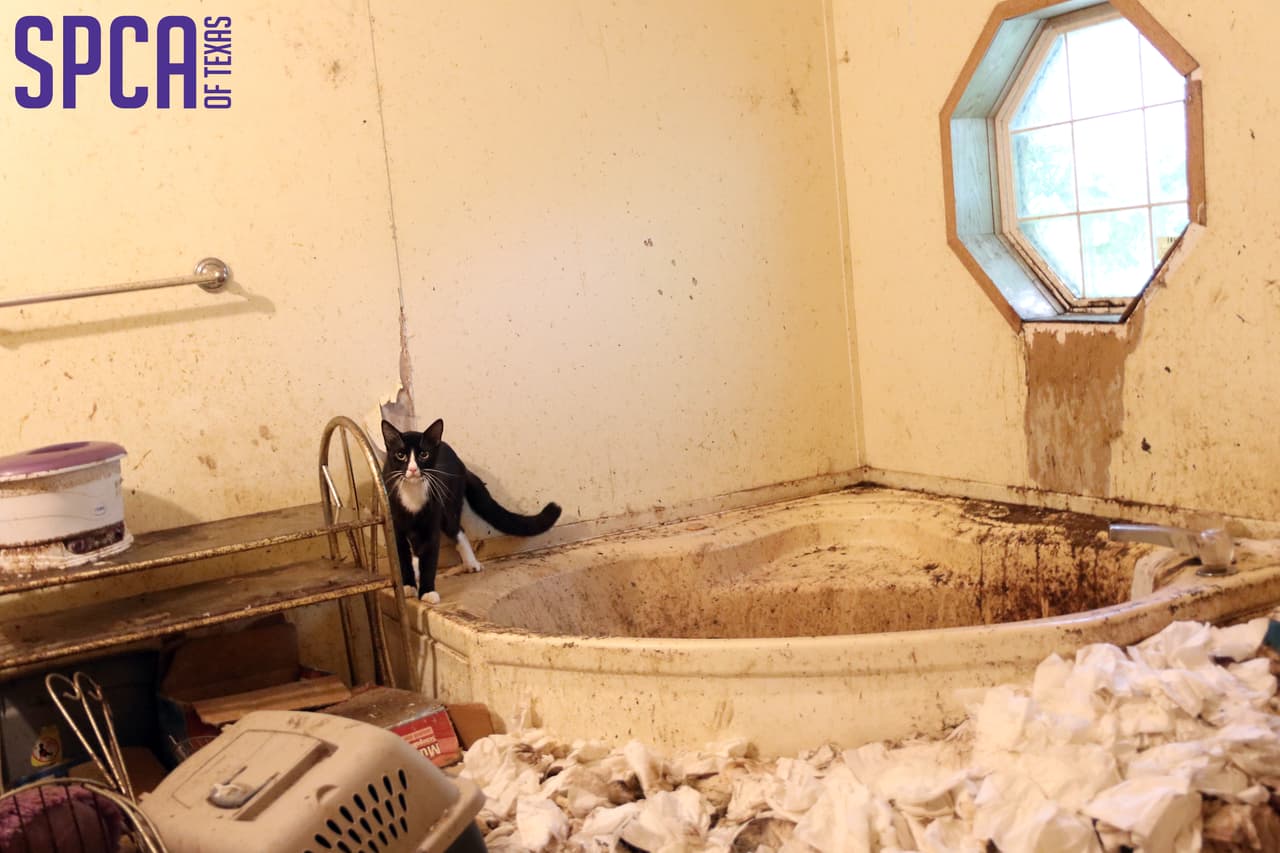 Autoridades también encontraron varios animales muertos en la propiedad, pero estabán en estado descompción severo y no pudieron ser removidos.