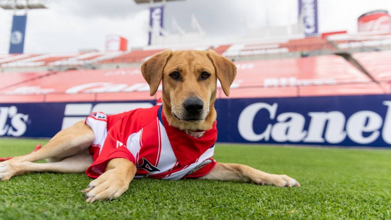 Atlético San Luis y Club León presentaron de manera oficial las nuevas ‘armaduras’ con las que enfrentarán sus compromisos en el máximo circuito del futbol mexicano.