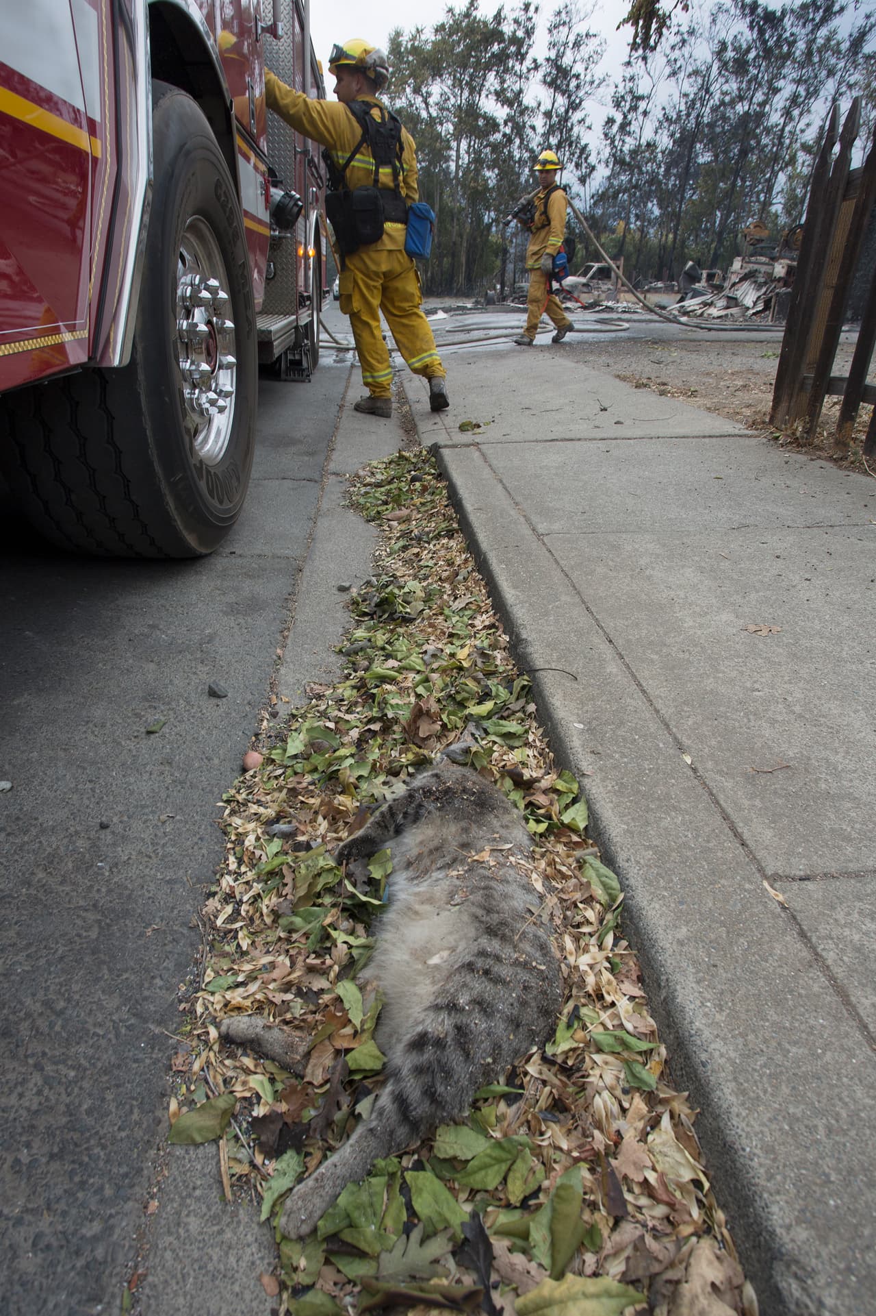 El incendio ha consumido más de 60,000 acres y ha destruido cientos de casas en el norte de California.
