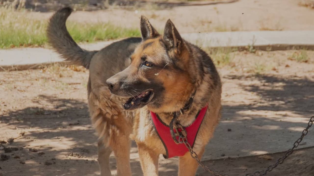 Calor extremo en Arizona activa nuevas medidas para proteger a las mascotas
