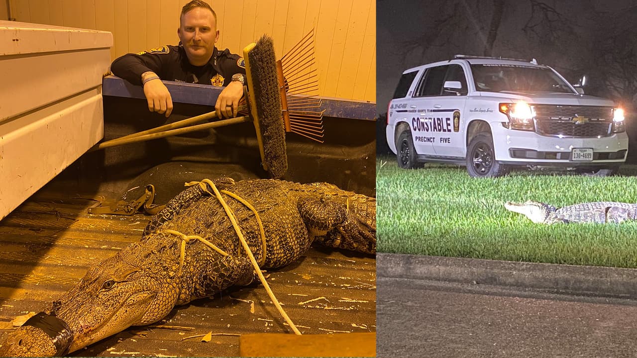 Capturan a enorme lagarto que caminaba hacia unos departamentos del suroeste de Houston