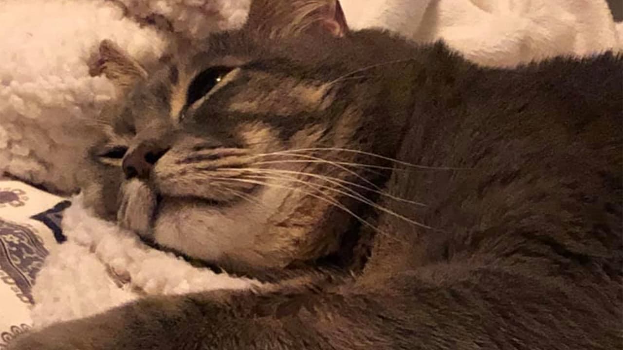 "Él es Becco Vargas es el bebé de la casa es un poco gruñón y así lo queremos mucho, mucho"