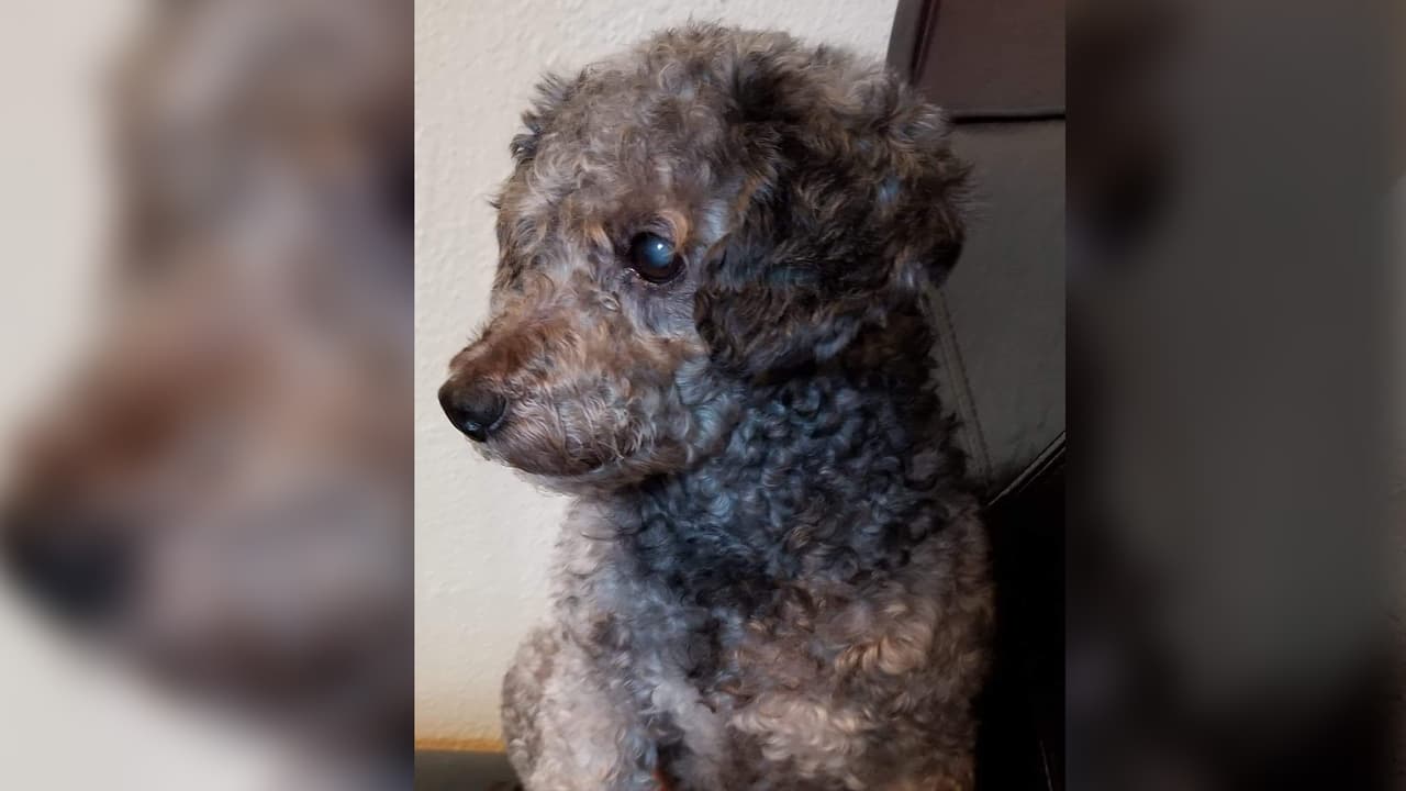 "Es mi bebé perruno lo amamos, s nombre Tommy". Silvia Cardenas