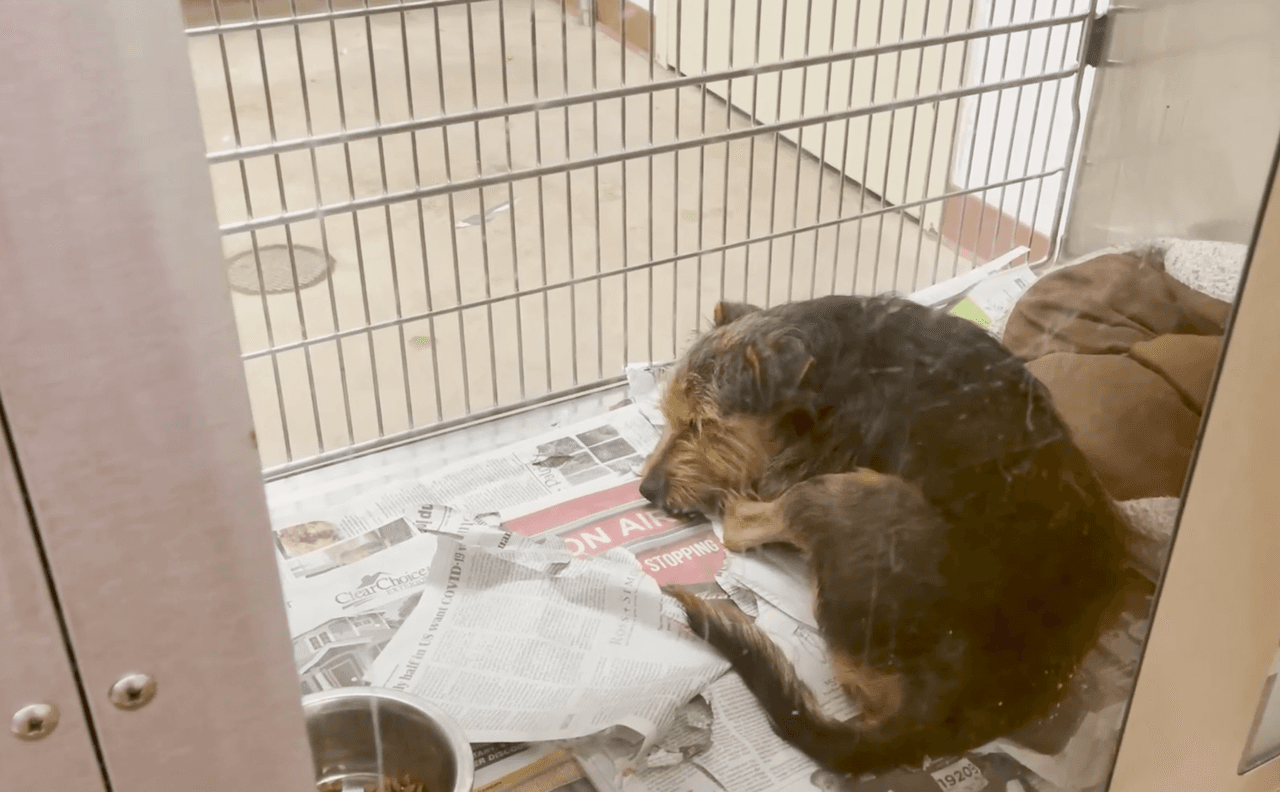 “Se olvidan de ellos”: Piden a personas con órdenes de desalojo que les encuentren familia a mascotas