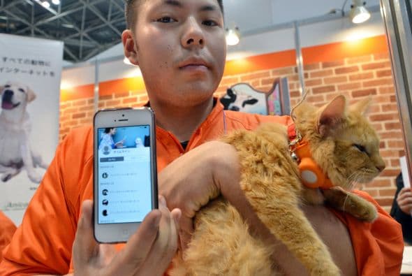 Crean App para saber siempre dónde está tu mascota