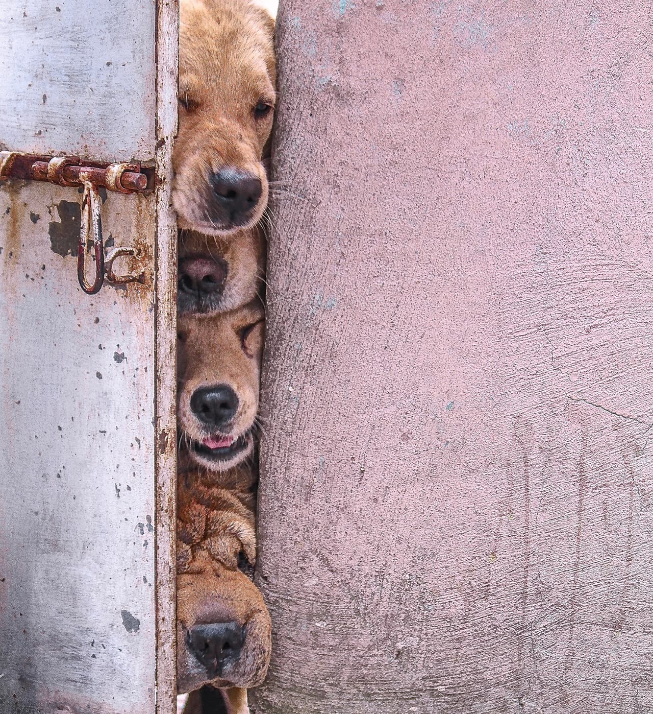 Esta fotógrafa se ha unido a la iniciativa 'No chains' que busca quedar consiencia sobre el sufrimiento de los perros que son encadenados.