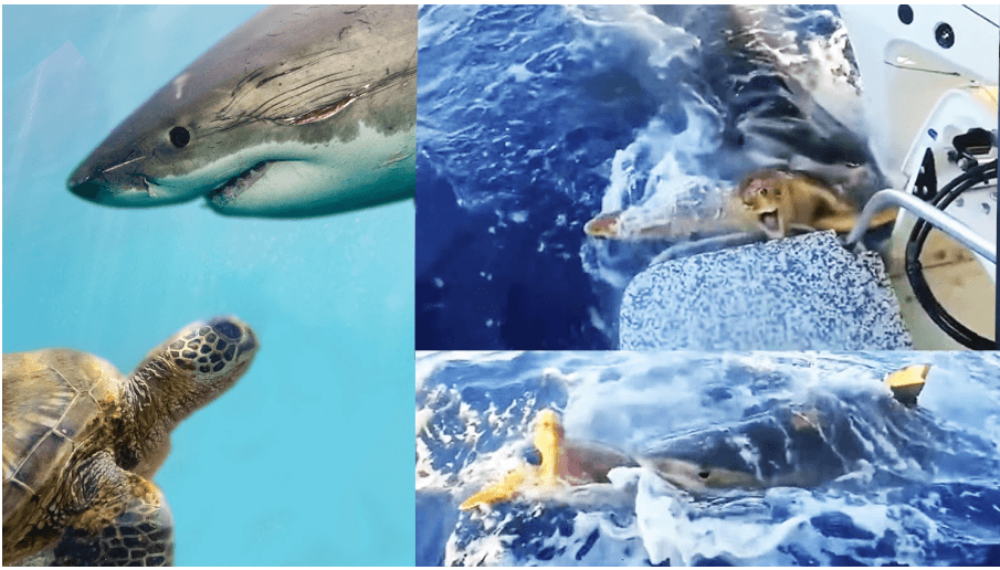 Tiburón impacta a Internet por salvar la vida de su "amiga" tortuga: tierno video se hace viral