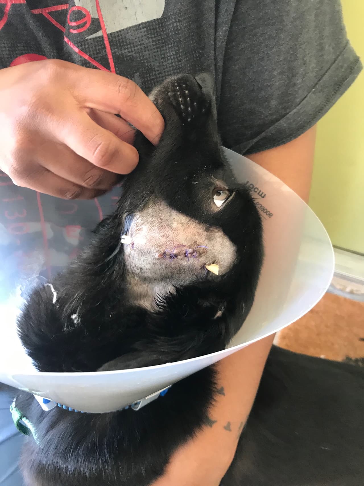 Un hombre de 40 años es acusado de apuñalar al perro de su novia y usar alicates para romperle los dientes porque orinó en su cama.