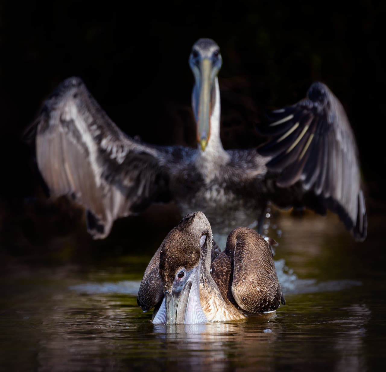 <b>El hechizo. </b>Como si fuera un mago, este pelícano de Fort Myers Beach, Florida, pareciera estar lanzando un embrujo sobre un congénere.