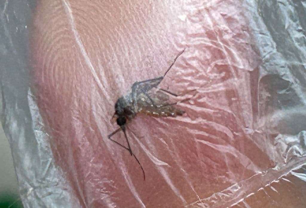 Declaración de emergencia por aumento sin freno en los casos de dengue en Puerto Rico