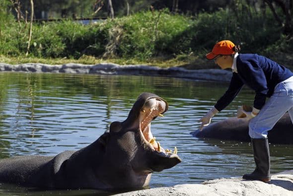 De acuerdo con el parque ecológico Zoo Guadalajara, en donde nació este chiquitín, los hipopótamos del Nilo pueden llegar a vivir hasta 54 años en cautiverio y como adultos pueden llegar a pesar entre 3 y 4 toneladas.
