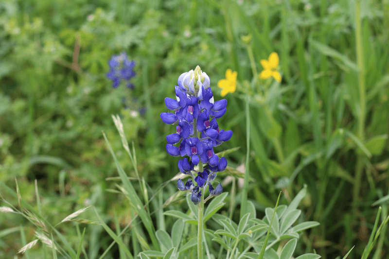 En la biblioteca de la Universidad SMU, en Dallas, hay un parque nativo urbano de 15 acres. Cuenta con un sendero de una milla de flores. 
<a href="https://www.georgewbushlibrary.smu.edu/en/News-and-Events/~/link.aspx?_id=E9516857A17D424A9146034F14170B12&_z=z" target="_blank">Más información aquí.</a>