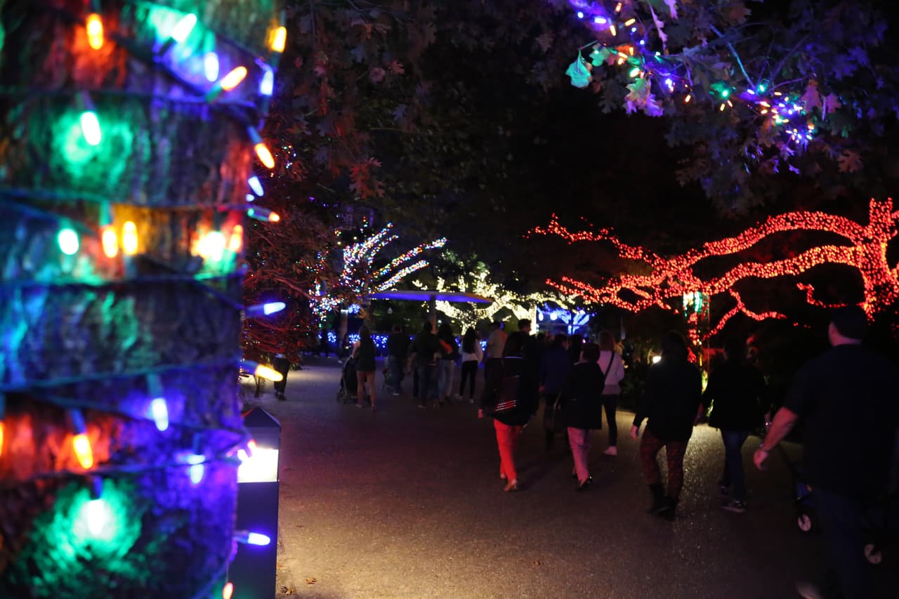 Las decenas de robles del parque fueron iluminados con miles de luces que cambian de colores y se encienden y apagan al ritmo de música navideña.