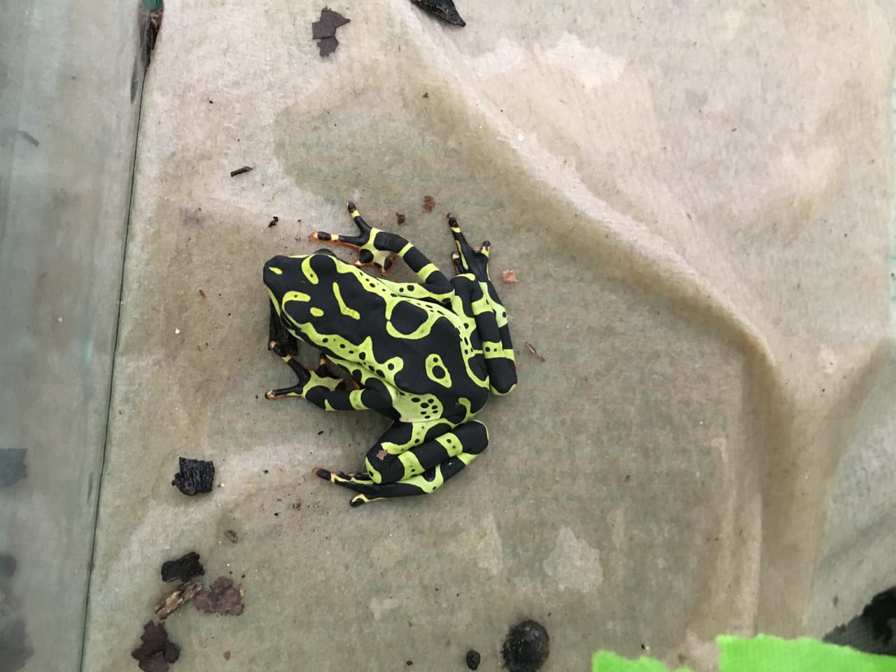 Las ranas no solo son de 
<a href="http://www.conservaciondeanfibios.org/atelopus-wuampukrum.html" target="_blank">color verde o amarillo</a>, que se ven comúnmente durante los meses de monzón, sino que muestran una gama de colores desde el rojo vibrante hasta el azul oscuro. Las ranas particularmente tropicales son excepcionalmente coloridas, a menudo hacen alarde de hermosos patrones como rayas o manchas llamativas. Usan estos colores brillantes para advertir a los depredadores.