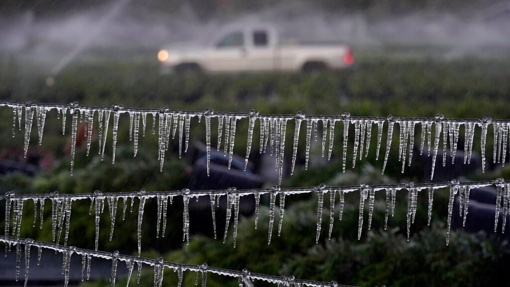 Un agricultor pasa junto a una cerca cubierta de carámbanos mientras revisa sus plantas ornamentales antes del amanecer el sábado 24 de diciembre de 2022, en Plant City, Florida.