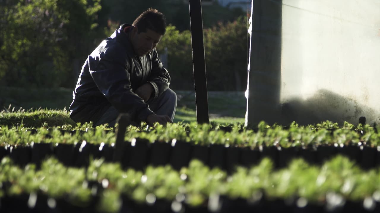 Returning home to Mexico: the parallel journey of the Monarchs and the migrants