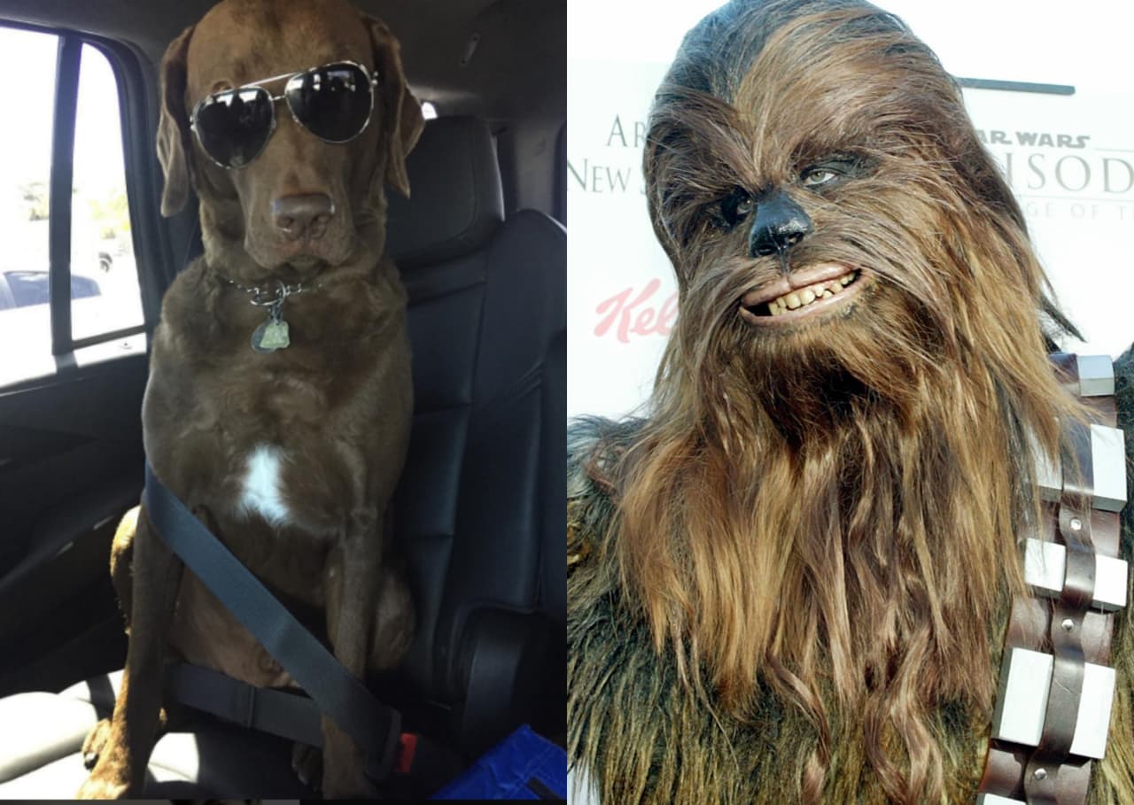 Y como sabemos que el cantante español no va a ningún lado sin su perro Jack, a él también le encontramos el disfraz perfecto y Chewbacca es ideal para este guapo perrito.