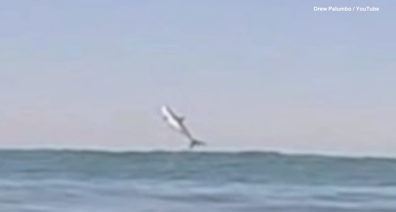 Surfista captó a tiburón saltando de la superficie del mar en California