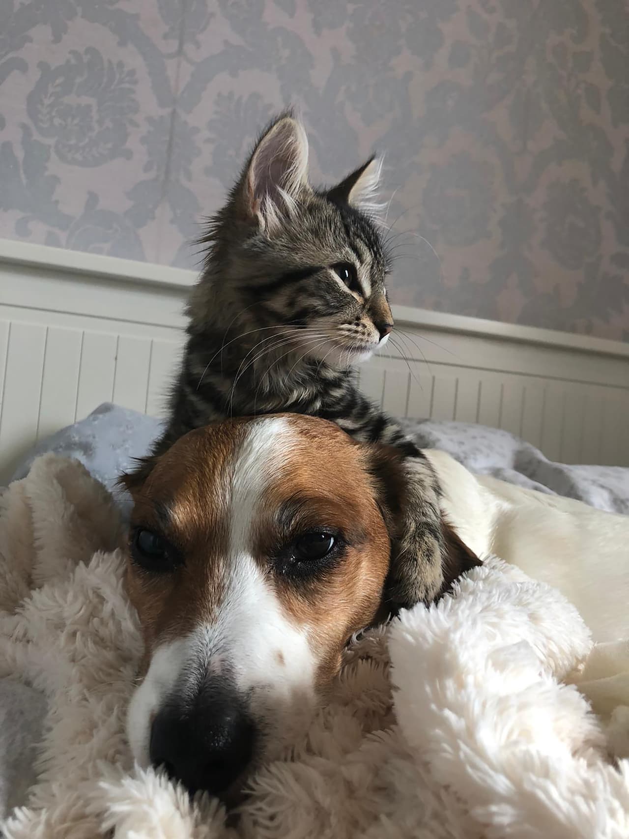 <b>‘Mi hermano mayor’</b>
<br>
<br>“Nuestra gatita Lola adora tanto a su hermano snoopy que nunca lo deja solo”, contó la autora. 
<br>