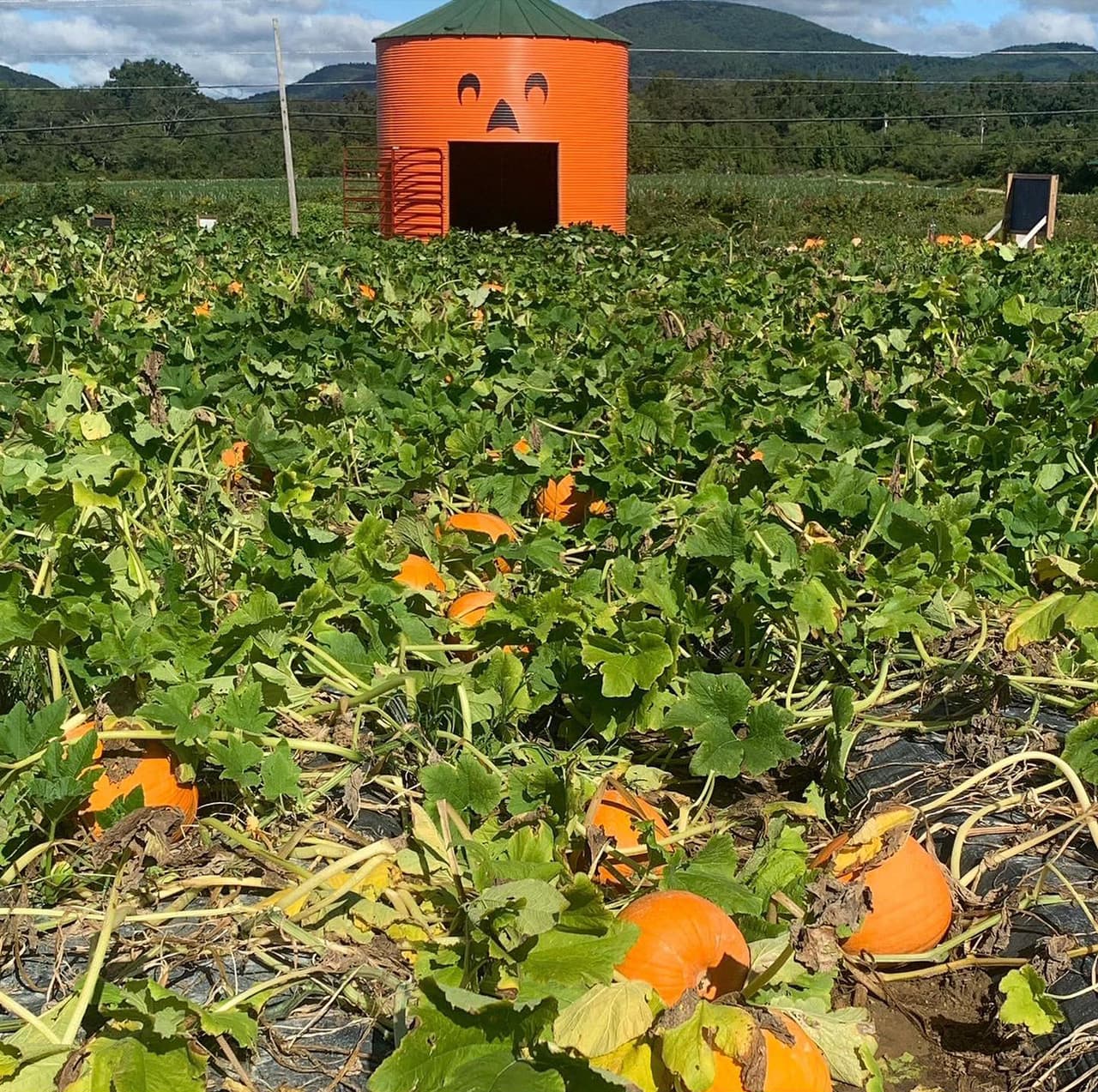 <b>Nix Pumpkin Patch (Hendersonville)</b>
<br>
<b>Sitio web</b>: 
<a href="https://www.facebook.com/thenixpumpkinpatch/">https://www.facebook.com/thenixpumpkinpatch/</a> 
<br>
<b><a href="https://maps.app.goo.gl/yzGHQVdvvTyusjvs5">Cómo llegar</a> </b>
<br>
<br>En esta granja podrás cortar una calabaza de la enredadera, elegir una que ya haya sido cortada, llevar a casa otros productos frescos del otoño y comprar algunas flores bonitas.