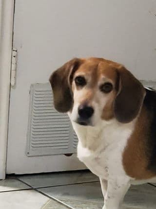 Cooper atiende el llamado de Laura.