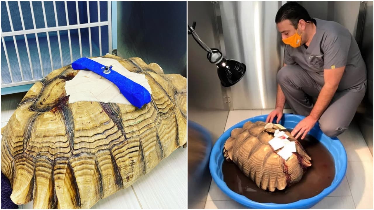 “Pensé que estaba muerta”: apuñalan a tortuga que era mascota de un jardín de niños en San José