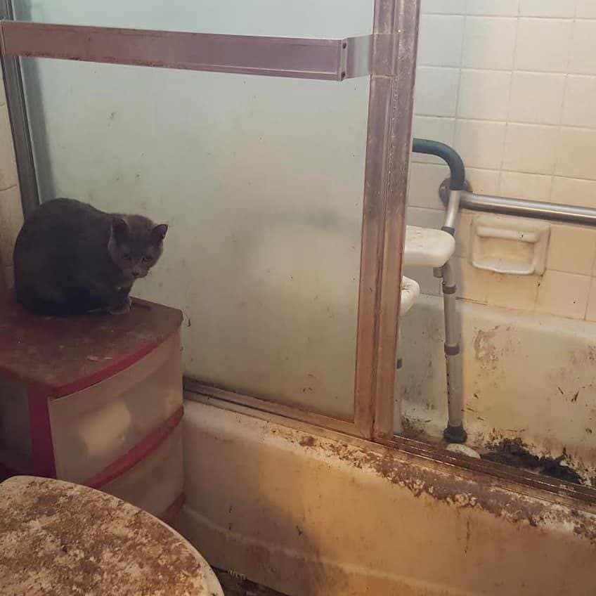 La Sociedad Humana Del Norte de Texas anunció los planes de cuidado de estos gatos a través de su página Facebook.