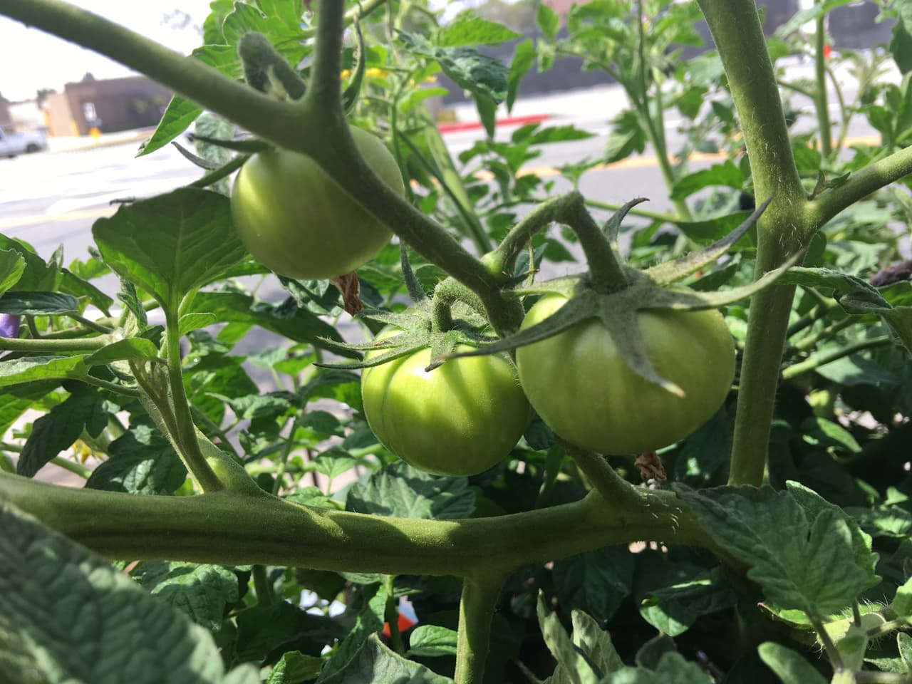 En un mes podrá sacar la segunda cosecha de jitomates.