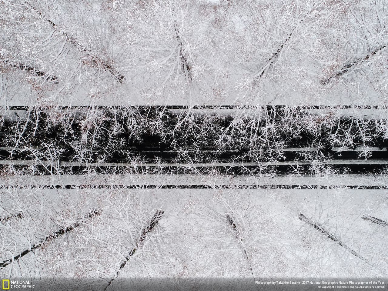<b>Desde arriba.</b> Árboles de sequoia nevados, también llamados secuoyas del amanecer, se entrelazan sobre una carretera en Takashima, Japón. Fotografía de Takahiro Bessho.