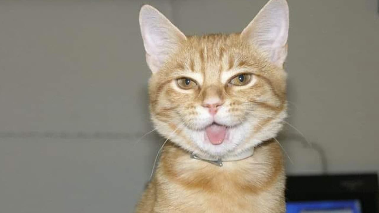 “Tina es súper inteligente y amorosa 😻”, escribió Sandra Romero.