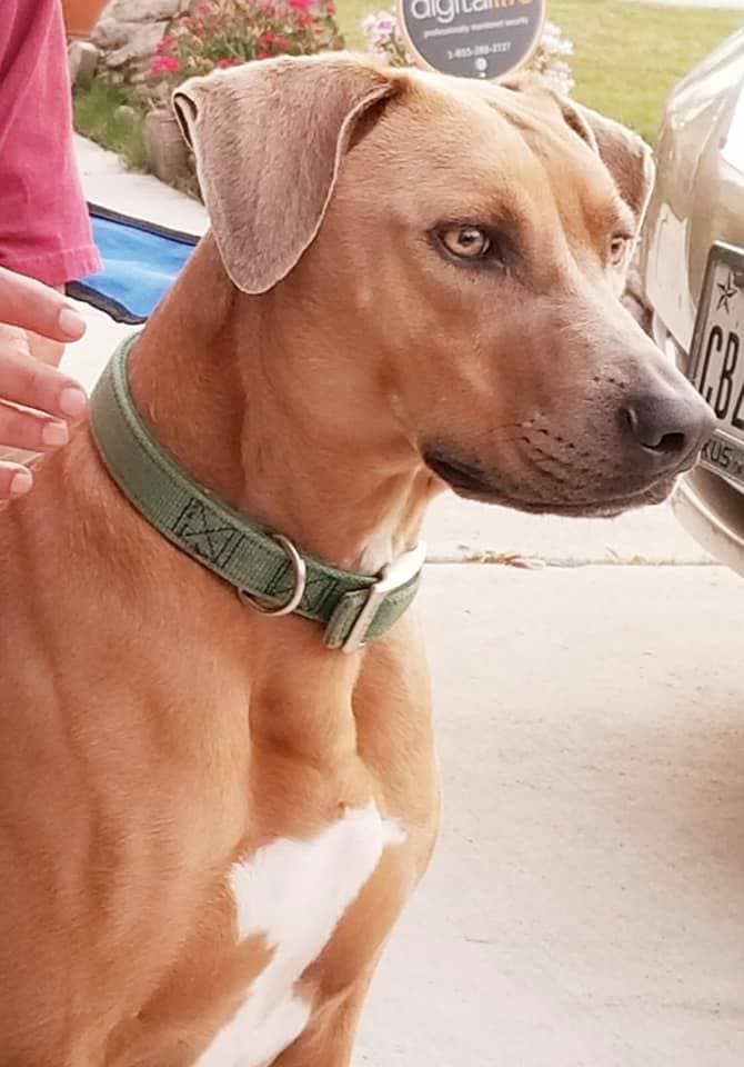 Canelo es el guapo hijo perruno de Johana León