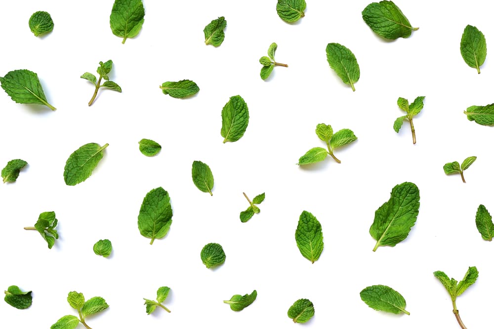 De cualquier manera, todo especialista en esoterismo te dirá que la ruda es una franca maravilla a la hora de buscar protección y de alejar energía tóxica y negativa de nuestras vidas.