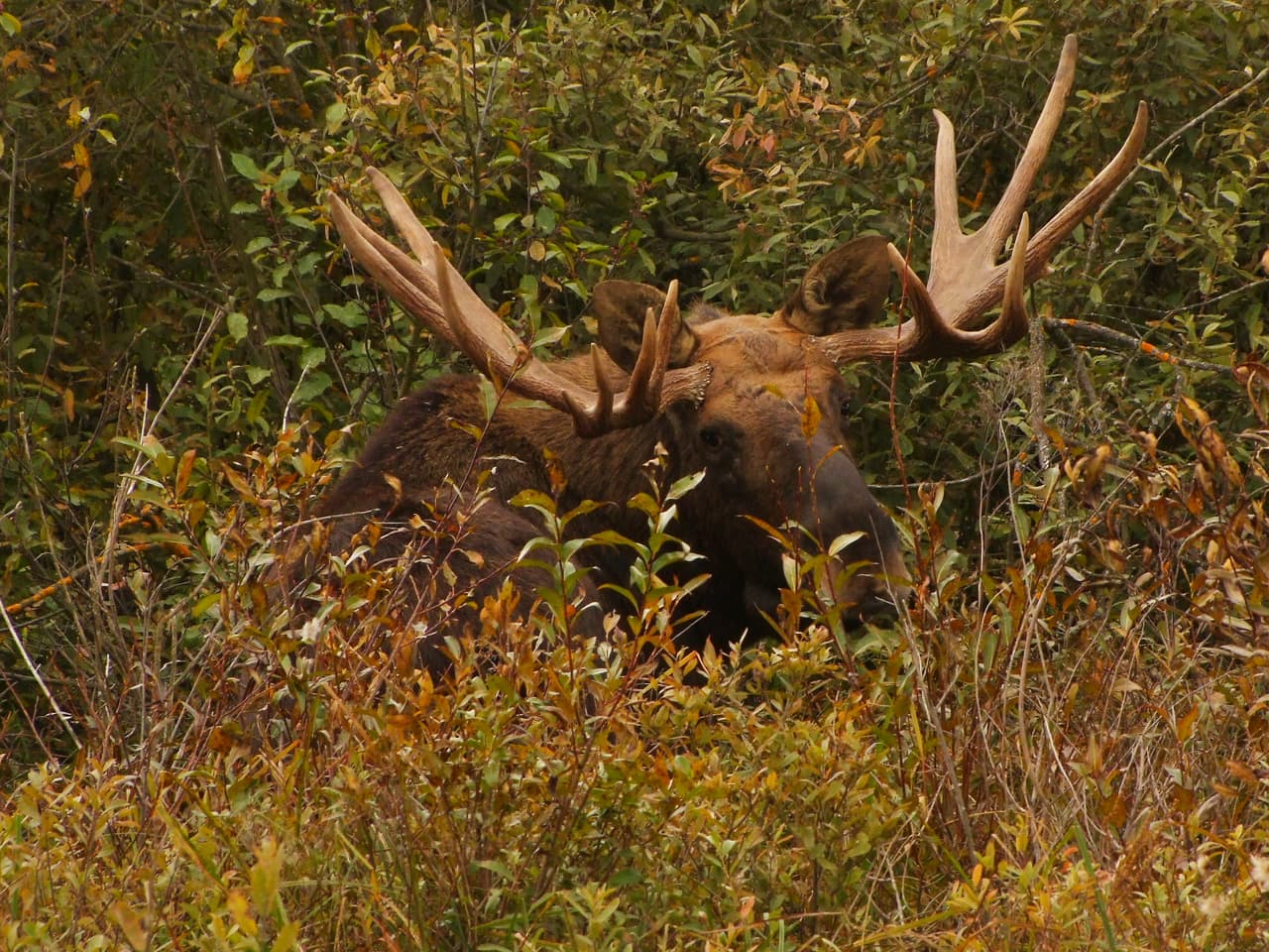 Alce. Foto: Valeriy Yurko.