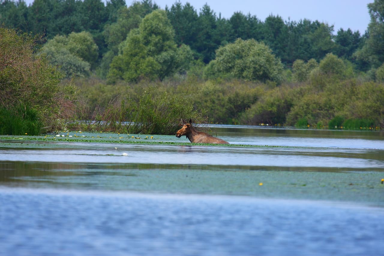Alce nadando. Foto: Valeriy Yurko.