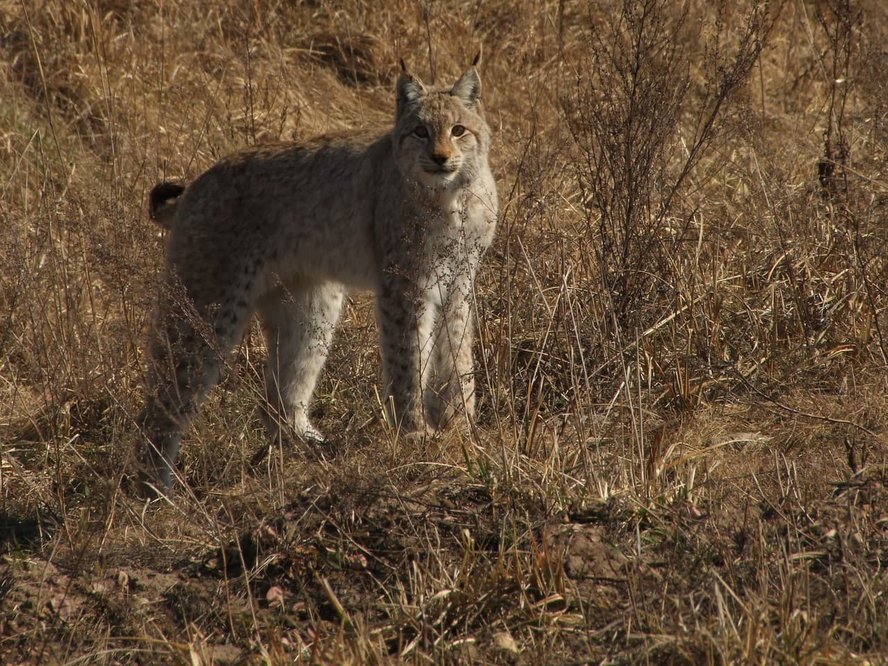 Lince. Foto: Valeriy Lukashevitch.